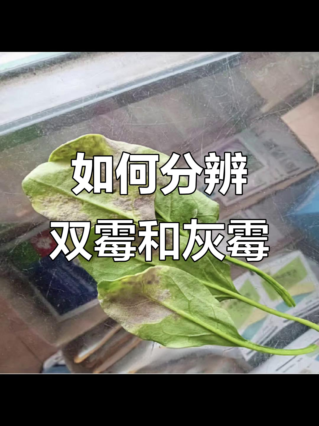 叶片背面灰霉不一定是病,学会区分双霉与灰霉