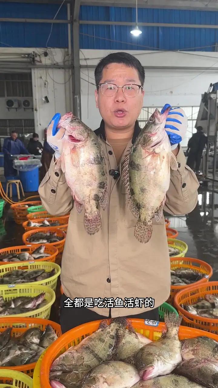 正宗黄山臭鳜做活动了 臭鳜鱼 吃鱼 安徽特产