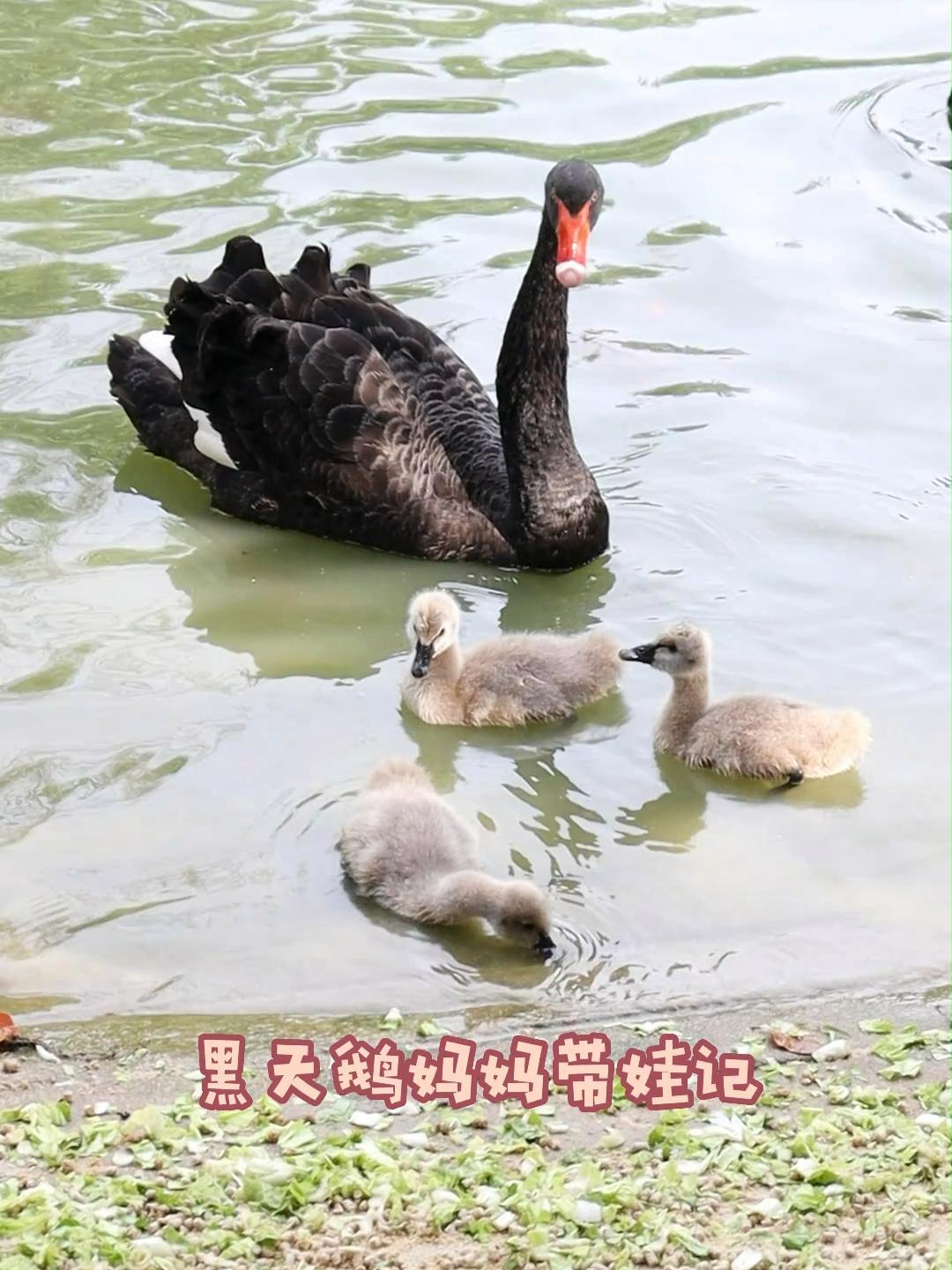黑天鹅妈妈和可爱的宝宝 野生动物零距离 亲子游玩好去处 动物园里有什么 黑天鹅 万物皆有灵