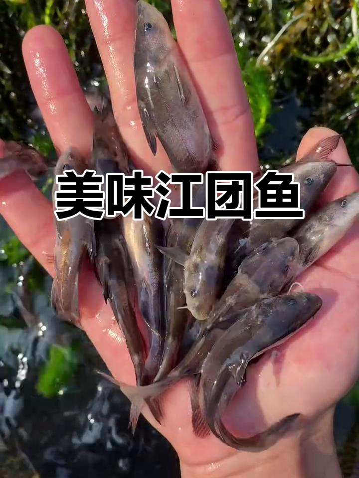 江团鱼：长江四大家族之一，肉质鲜美养殖简单