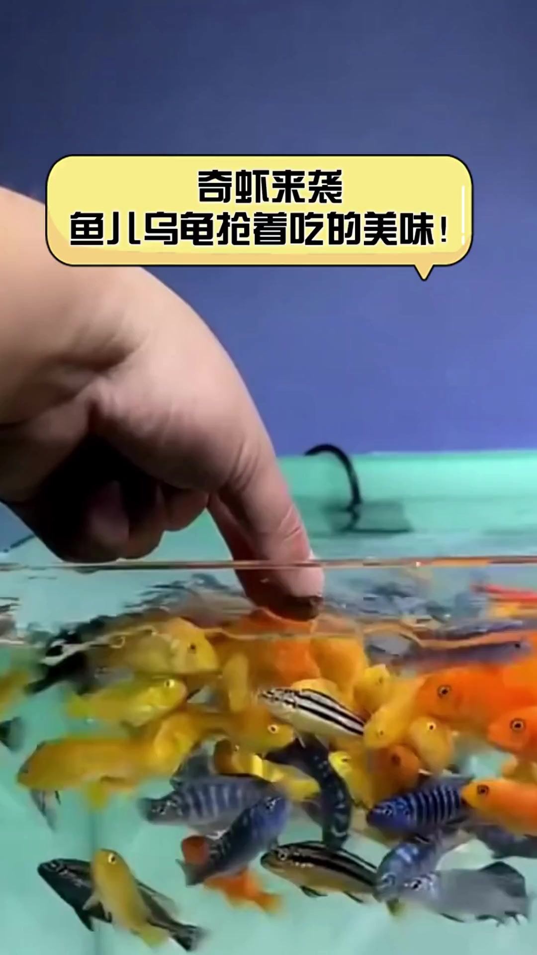 奇虾来袭,鱼儿乌龟抢着吃的美味!
