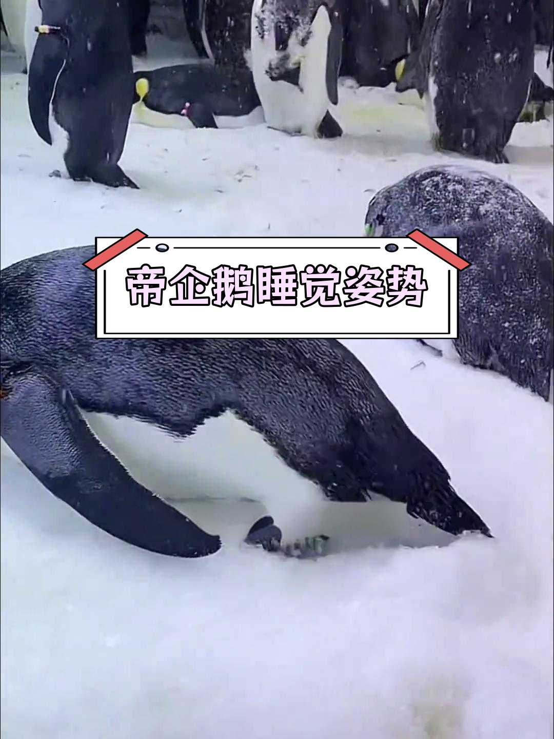 帝企鹅的两种睡姿,萌态十足