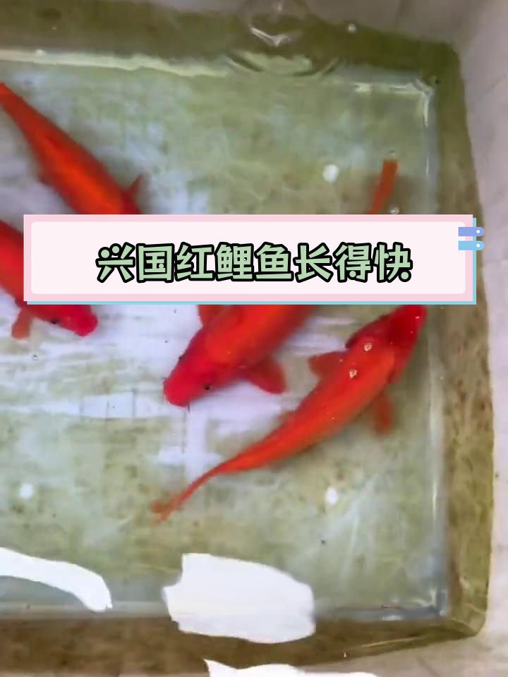 红鲤鱼半年增重3斤,养殖技巧大揭秘