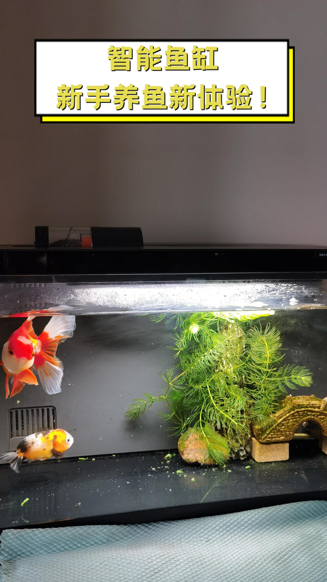 智能鱼缸,新手养鱼新体验!