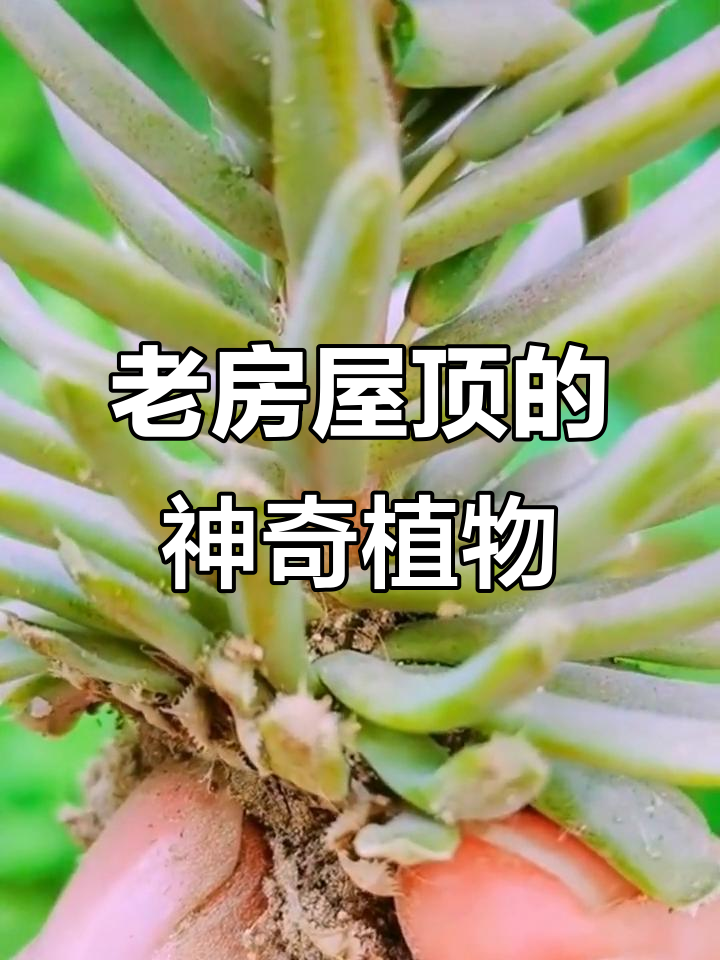 瓦松:生长在老屋上的奇特植物,竟有如此强大的生命力