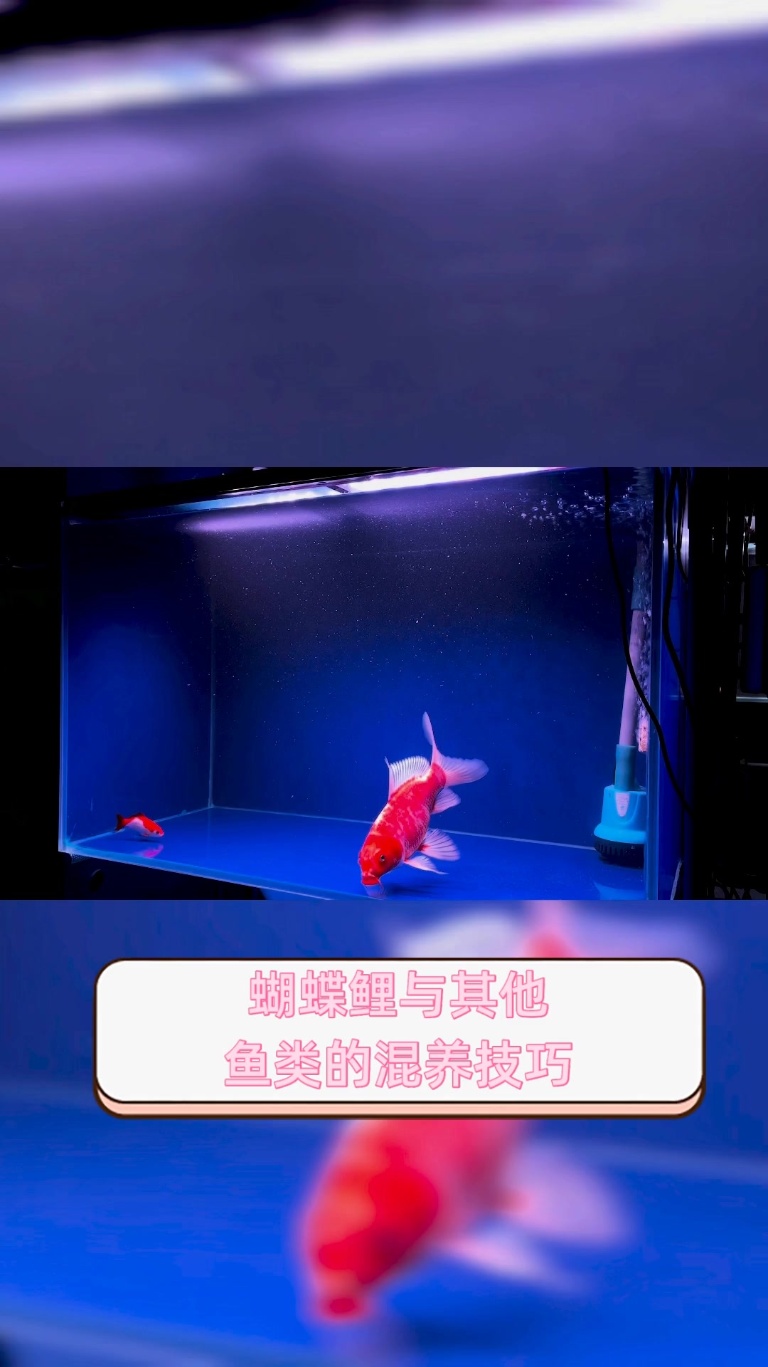 蝴蝶鲤与其他,鱼类的混养技巧