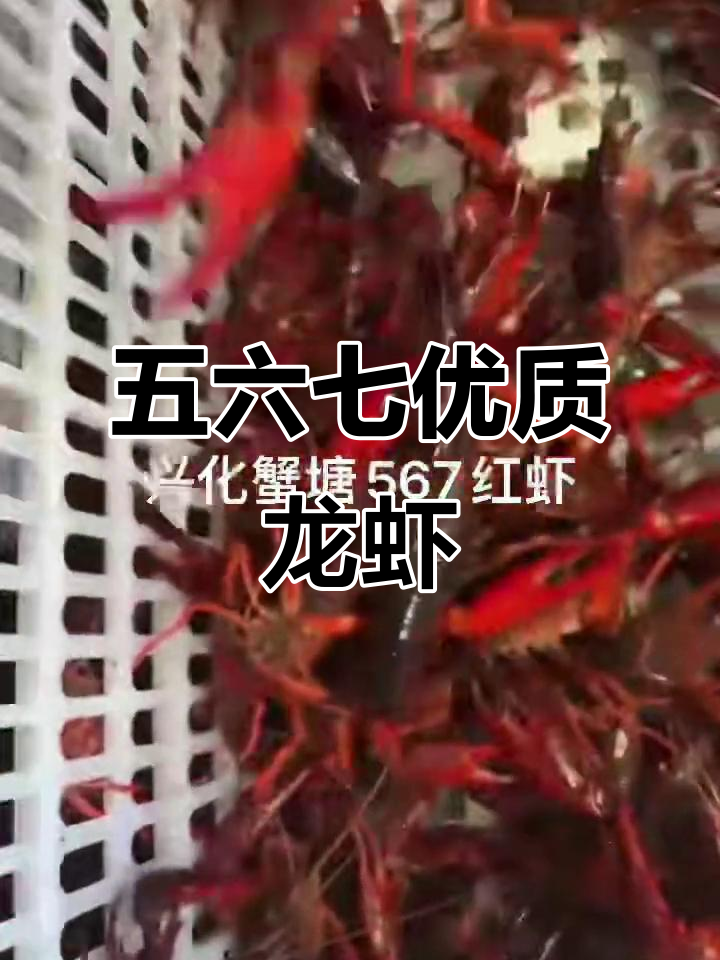 伍六七小龙虾,品质上乘的蟹塘美味