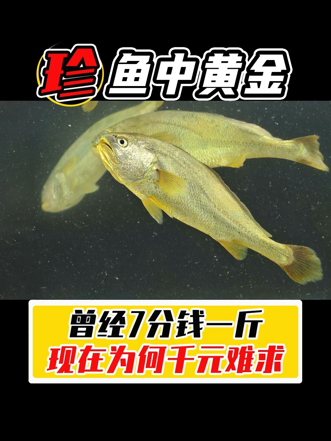 曾经7分一斤的大黄鱼,现在为什么2000一斤