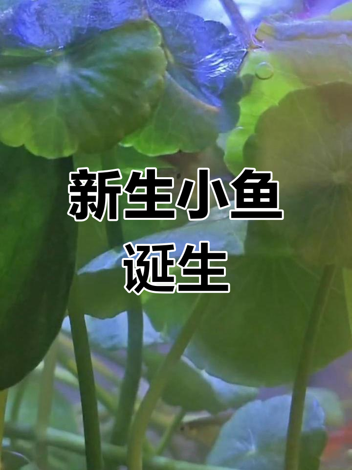 刚出生的小鱼,母鱼的守护时刻
