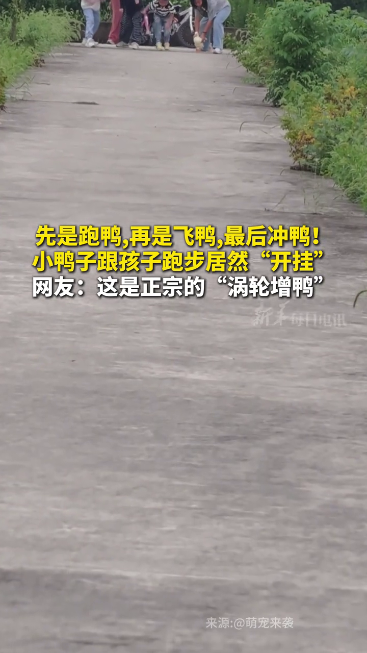 先是跑鸭,再是飞鸭,最后冲鸭!小鸭子跟孩子跑步居然“开挂”