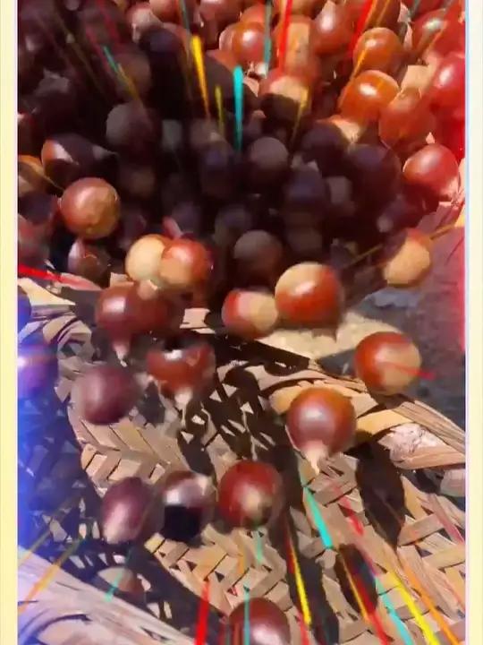 新鲜板栗,糖炒栗子真的很好吃