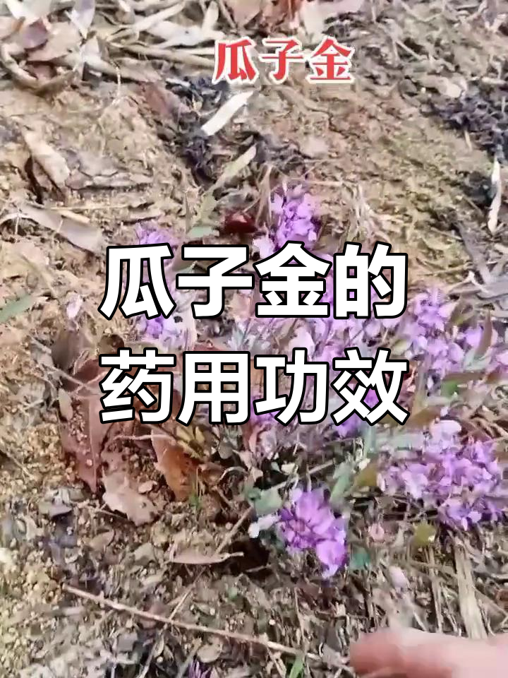 远志科草本植物瓜子金的生长与药用价值