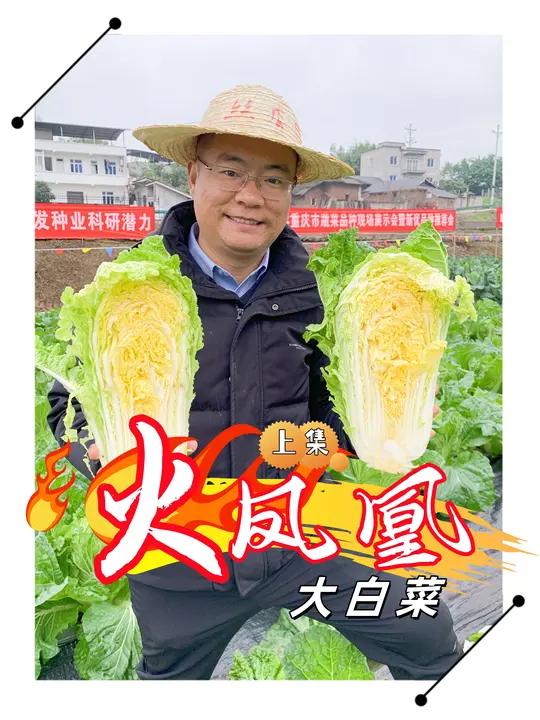 火凤凰大白菜上集 火凤凰大白菜,整齐度好,重量好,合川丝瓜蔬菜研究所 丝瓜蔬菜研究所 白菜