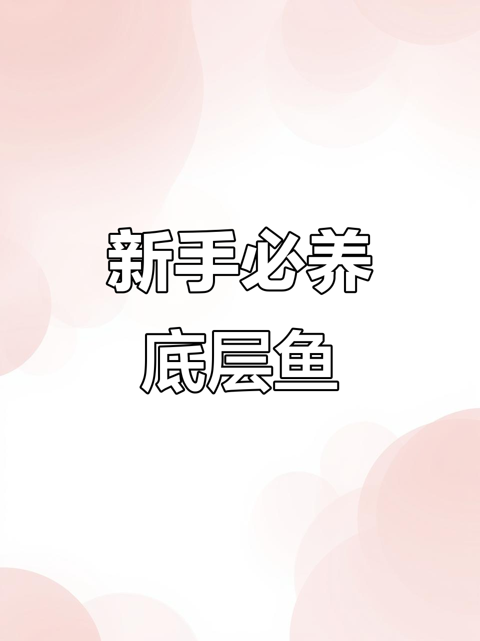 适合新手养的底层观赏鱼:三大经典品种介绍
