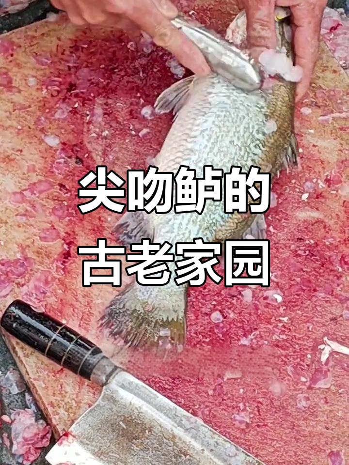 尖吻鲈原是广东古居民，海平面上升曾让它近海岸生活