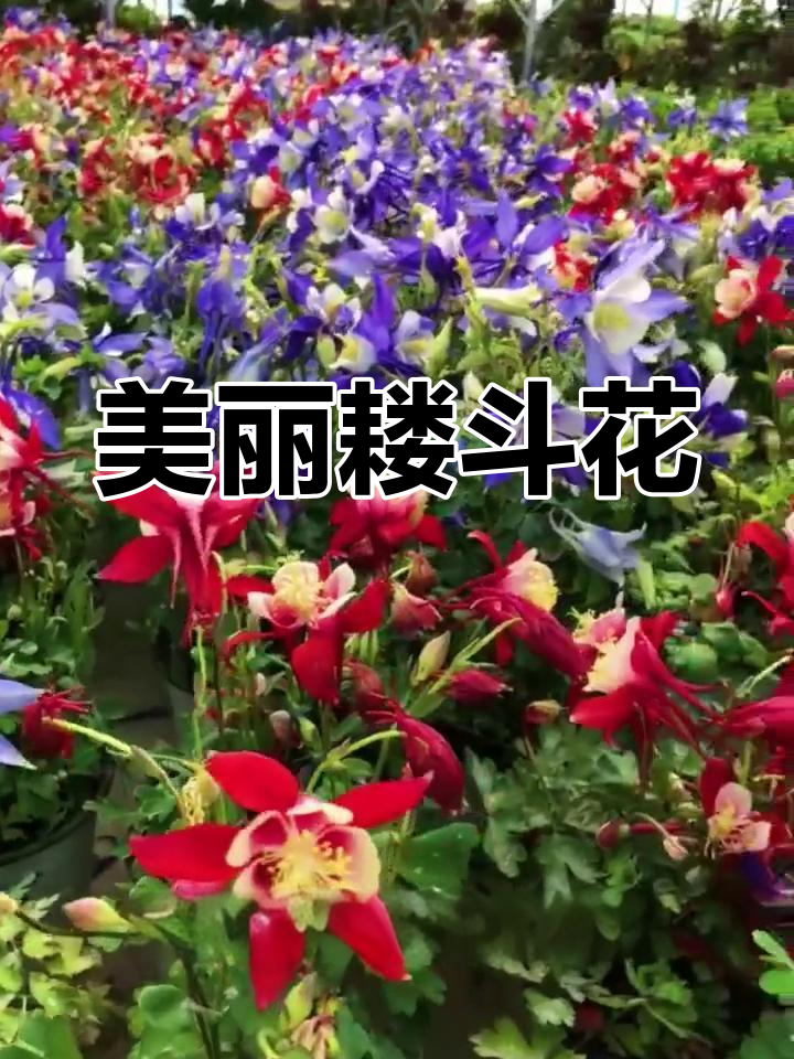 颜值爆表,耐寒性强,耧斗菜花期长,播种需保持距离