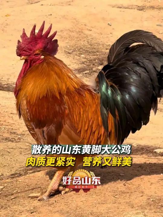 100种必打卡的山东好品|散养的山东黄脚大公鸡,肉质更紧实,营养又鲜美。最山东味 在山东花