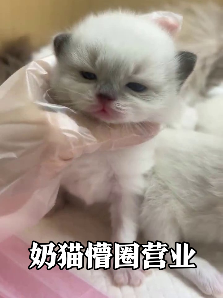 刚出生就被迫营业!奶猫被rua到发抖,兄弟团装睡保命太真实