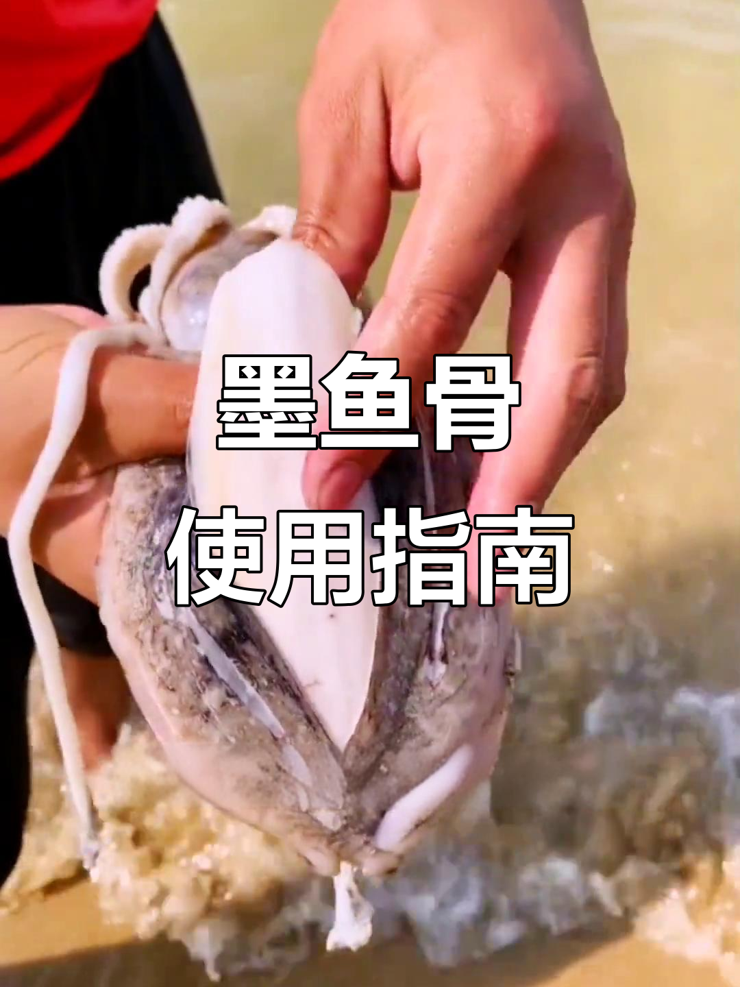 墨鱼骨的神奇作用,赶海抓海鲜大揭秘