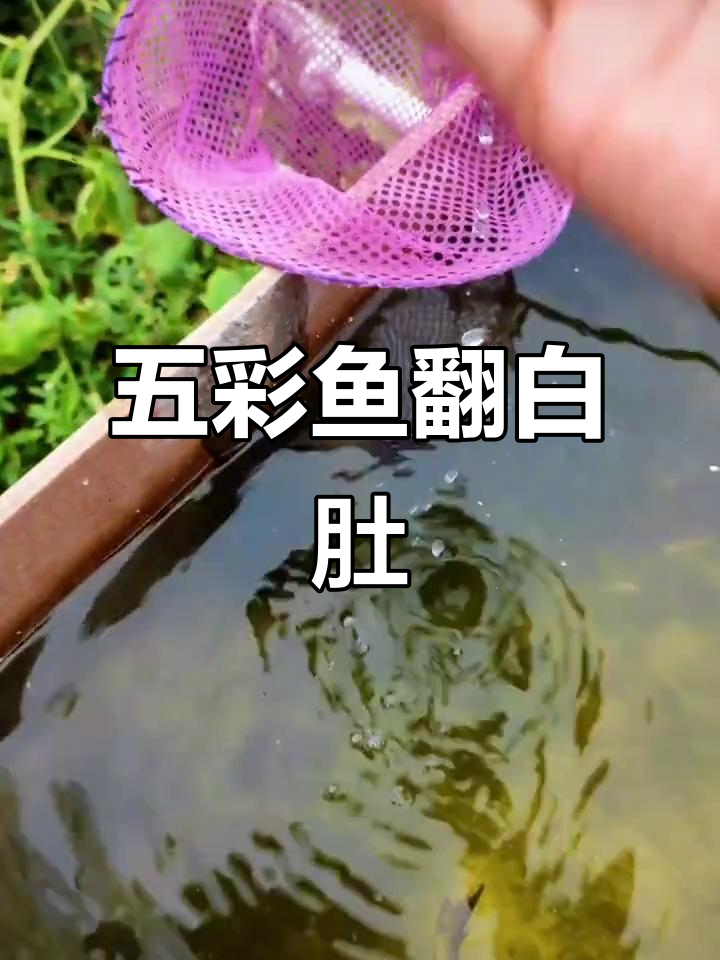 鱼塘清理大作战,五彩鱼翻白肚竟是这种原因