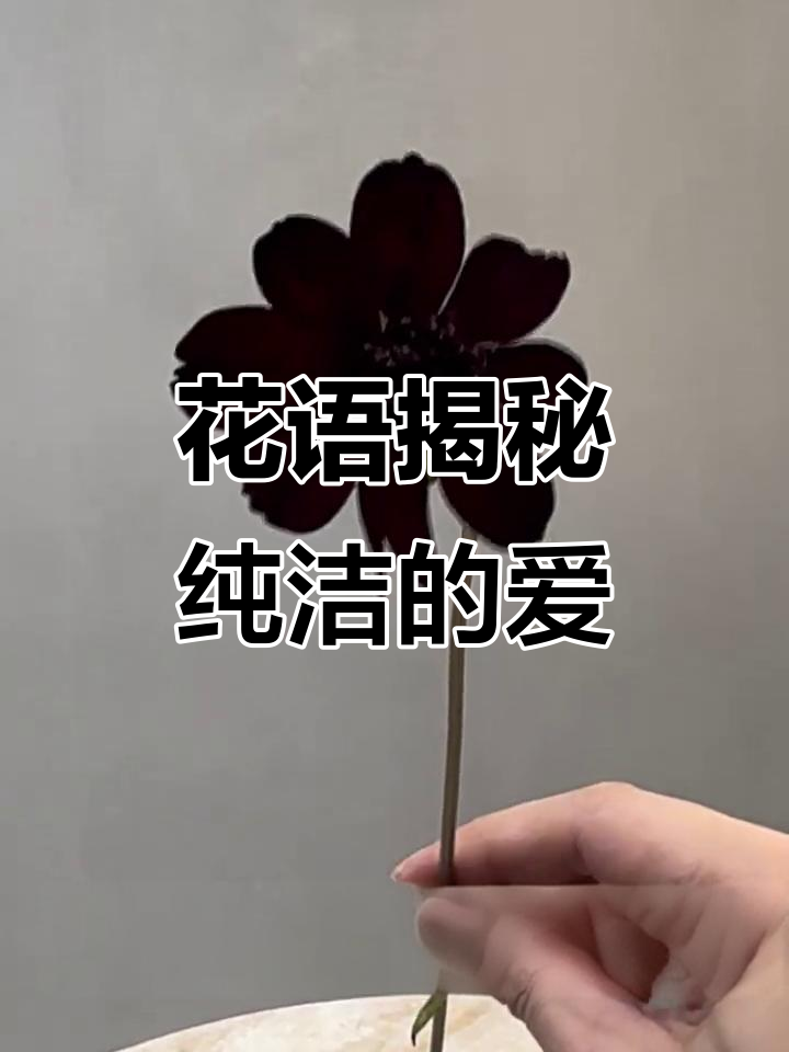 泰瑟琳玫瑰与巧克力秋鹰:两种花的美丽寓意
