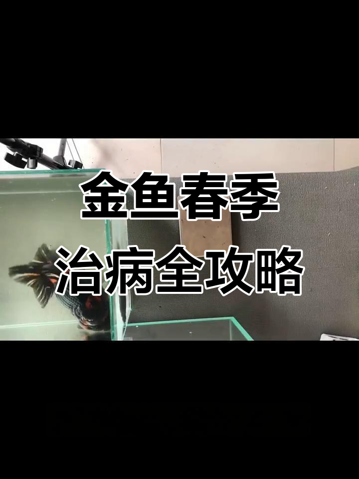 春季金鱼常见病治疗技巧,水质管理很重要