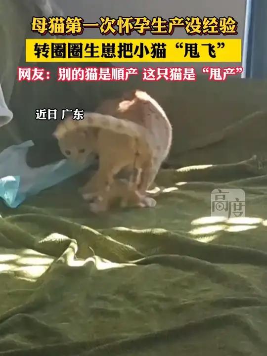 母猫第一次怀孕生产没经验，转圈圈生崽把小猫“甩飞”。网友：别的猫是顺产，这只猫是“甩产”