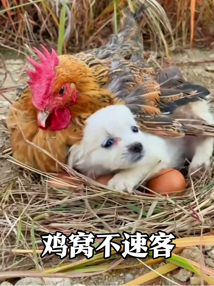 母鸡孵蛋遇碰瓷小狗,直接躺进鸡窝当孩子,鸡妈反应太真实