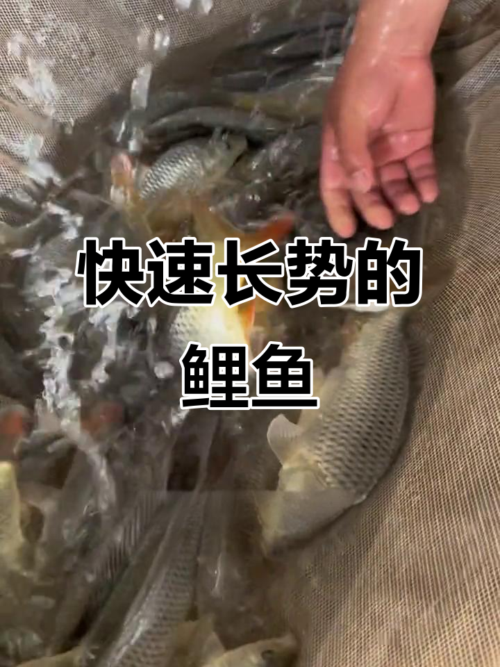 鲤鱼6个月增重2/3斤,高密度养殖效益惊人