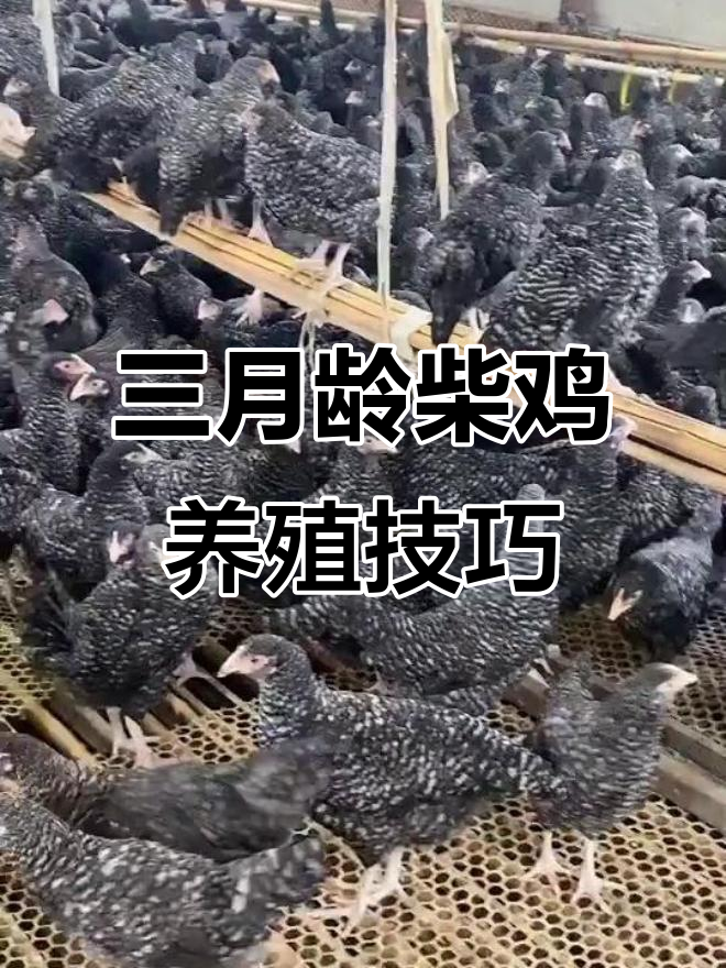 冬季散养柴鸡,三月龄大公母搭配最合适