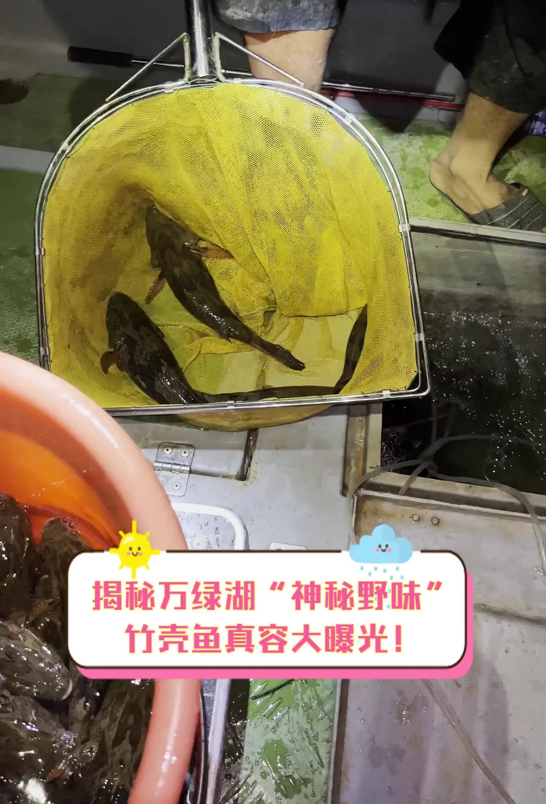 揭秘万绿湖“神秘野味”,竹壳鱼真容大曝光!