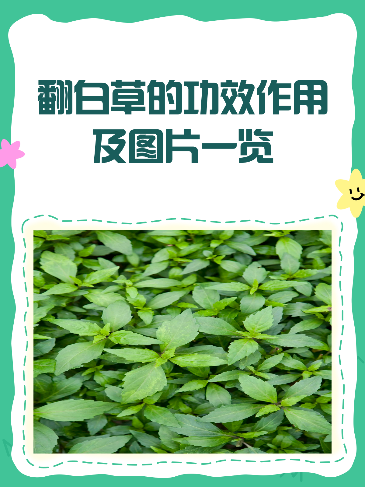 翻白草:清热止血的草本高手