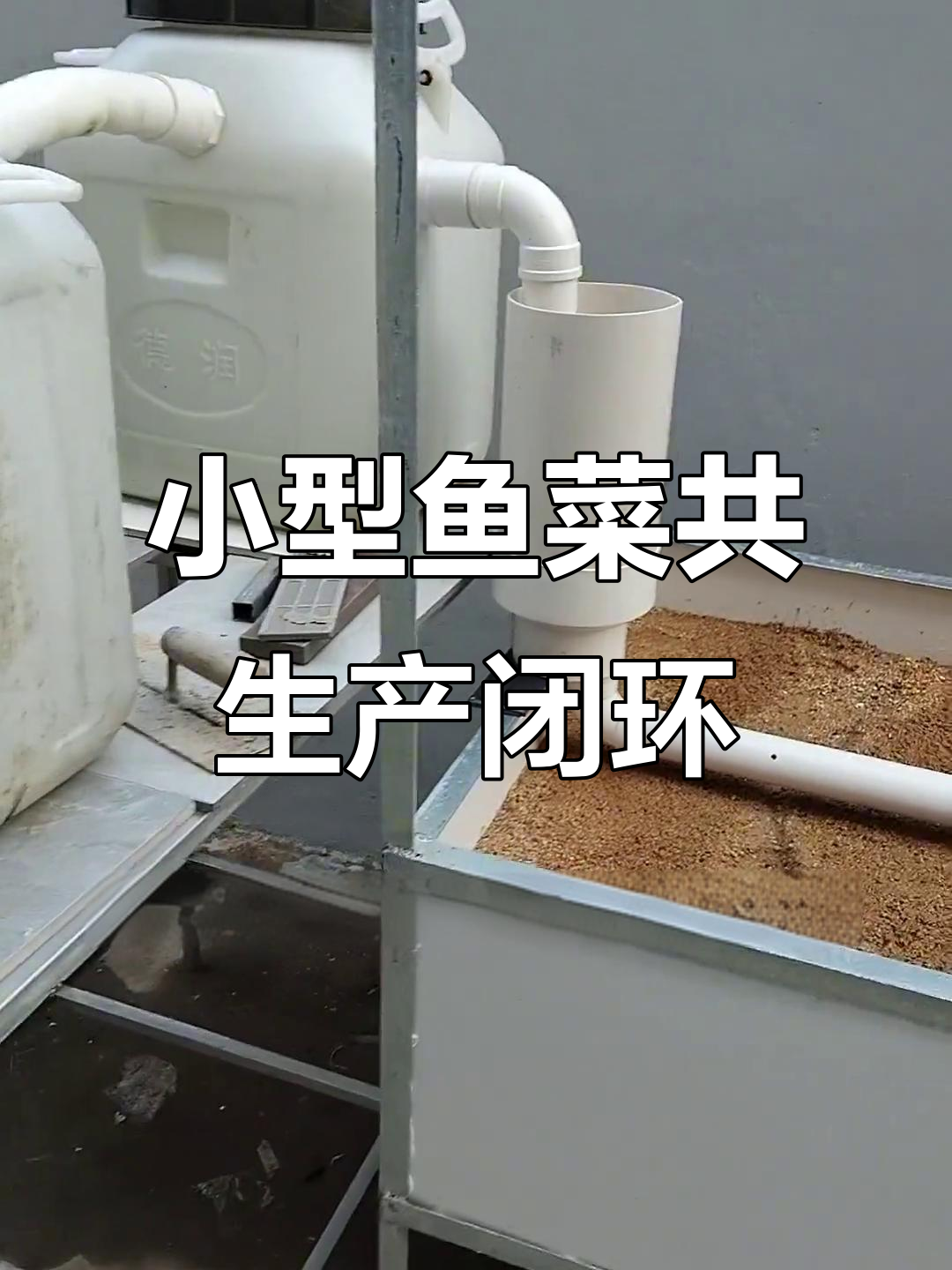 鱼菜共生系统:小池塘与种植槽的完美循环,零施肥又环保