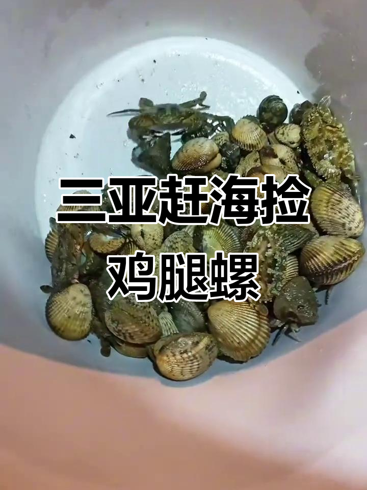 赶海抓鸡腿螺,真实体验三亚海滩乐趣