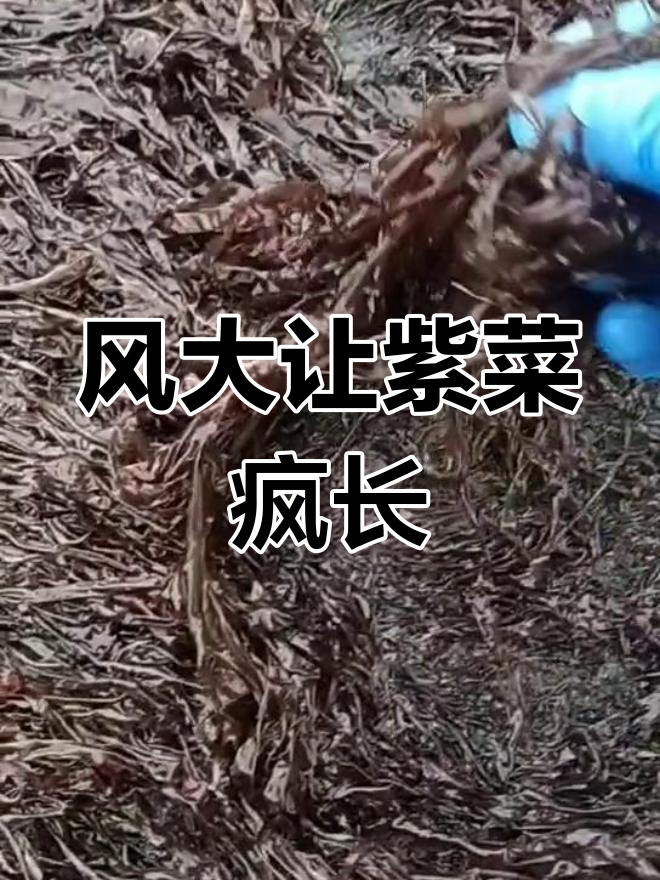 石头上长满了野生紫菜,没想到风大居然让它茂盛起来!