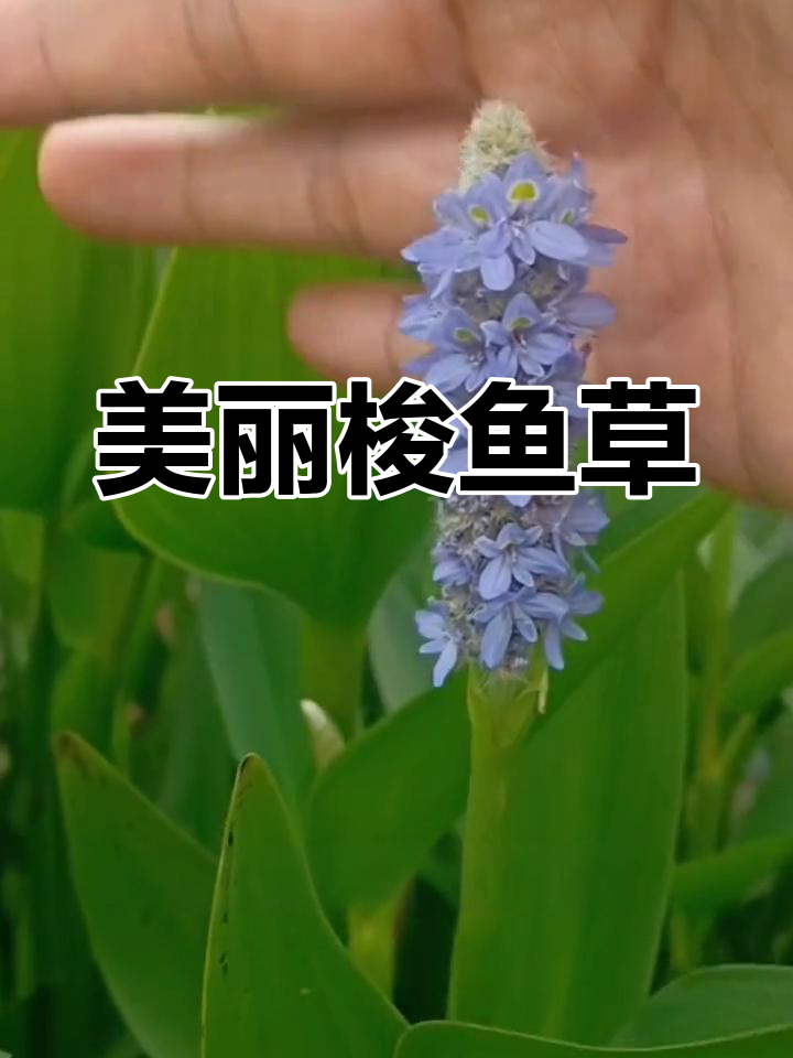 蓝紫色梭鱼草,花穗迷人