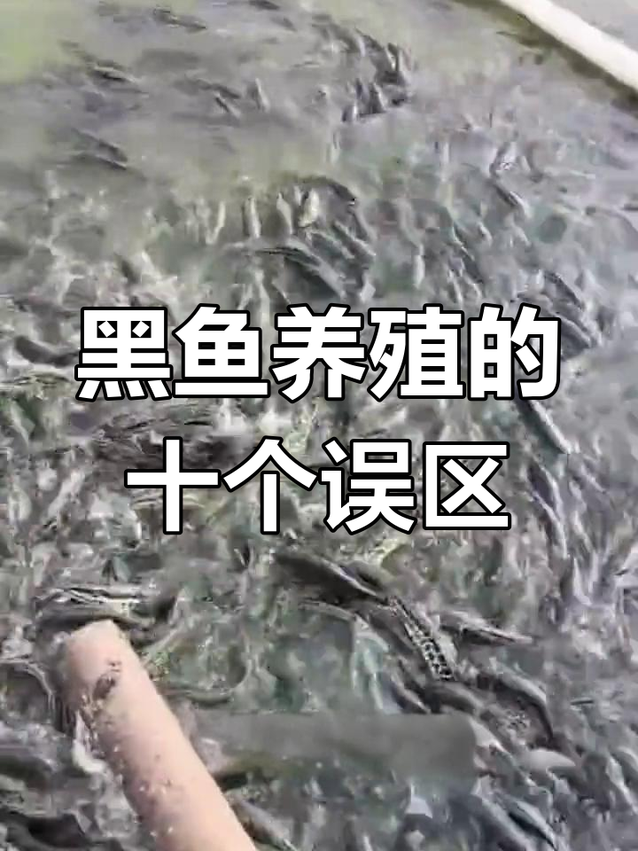 养殖黑鱼的十大禁忌,看看你犯了几个?