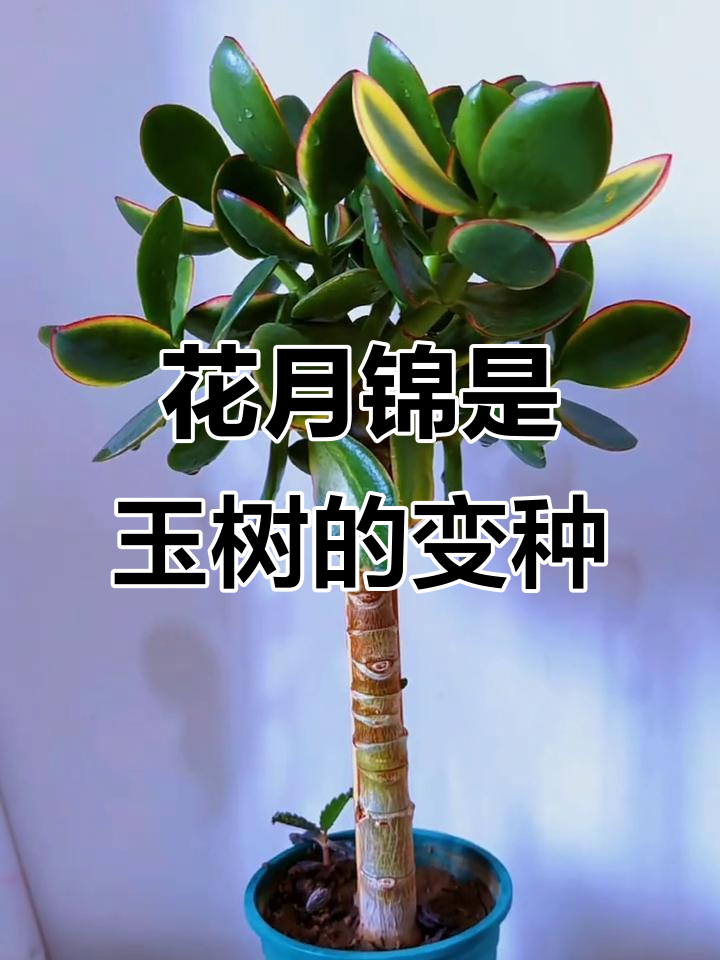三色花月锦:景天科青锁龙属的多肉植物,玉树变异品种揭秘
