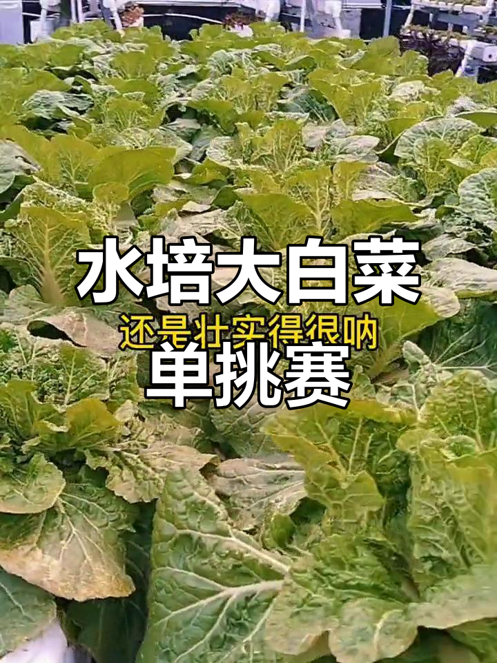 屋顶水培大白菜,露台上的独特挑战!