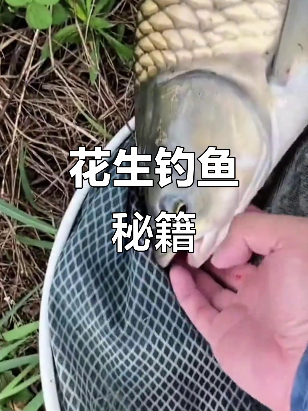 花生钓草鱼,轻松捕获20斤大物!
