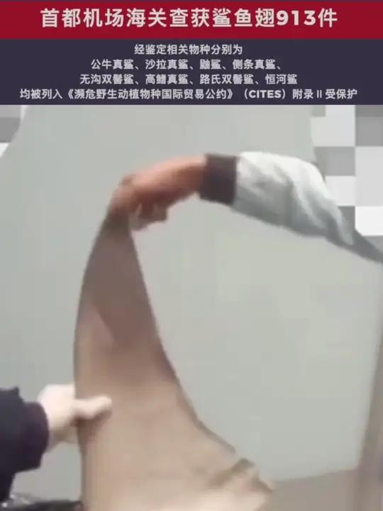 “脆脆鲨”求保护!首都机场海关查获鲨鱼翅913件。经鉴定,相关物种分别为公牛真鲨、沙拉真鲨