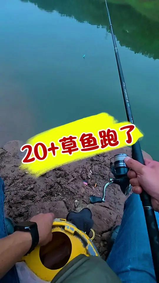 痛失20+大草鱼 复盘:子线较短,草鱼吃饵时鱼鳍蹭线,刺鱼时鱼钩锚到鱼肚子导致溜鱼时脱钩,