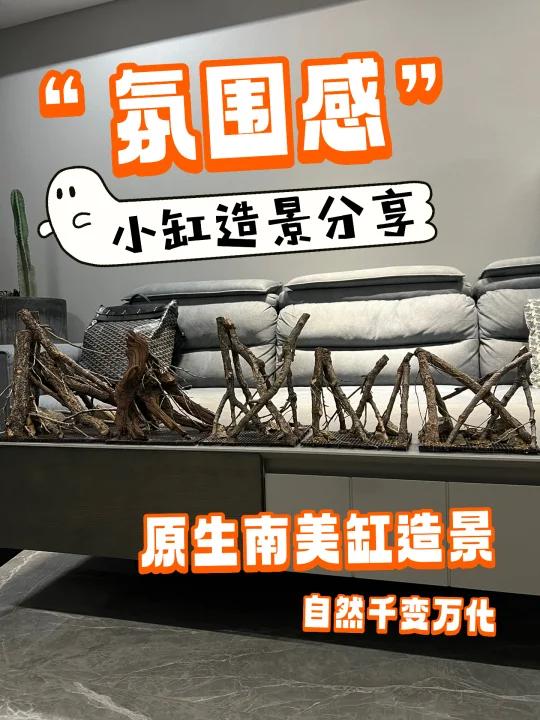 五口“氛围感”原生南美缸造景分享