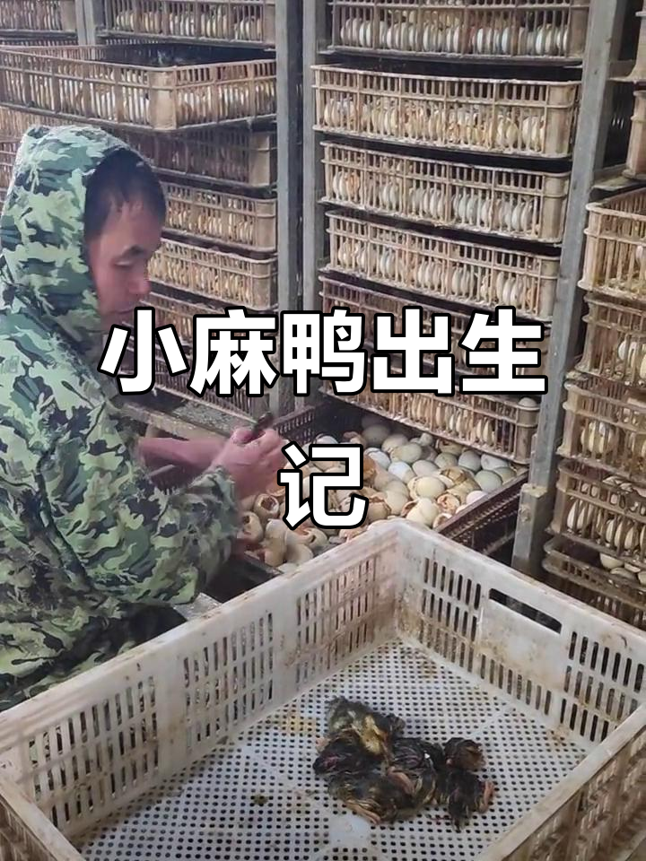 刚出壳的小麻鸭,毛茸茸的超级可爱!
