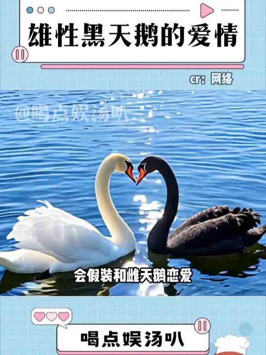 不是,黑天鹅你们玩这么脏的吗