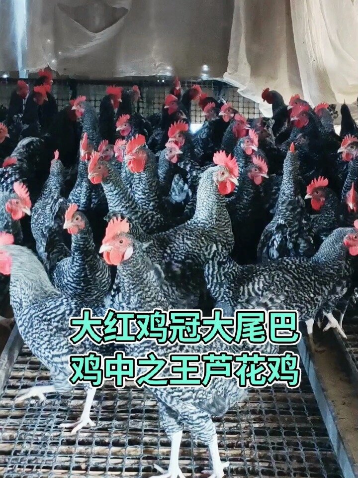 大红鸡冠大尾巴,鸡中之王芦花鸡