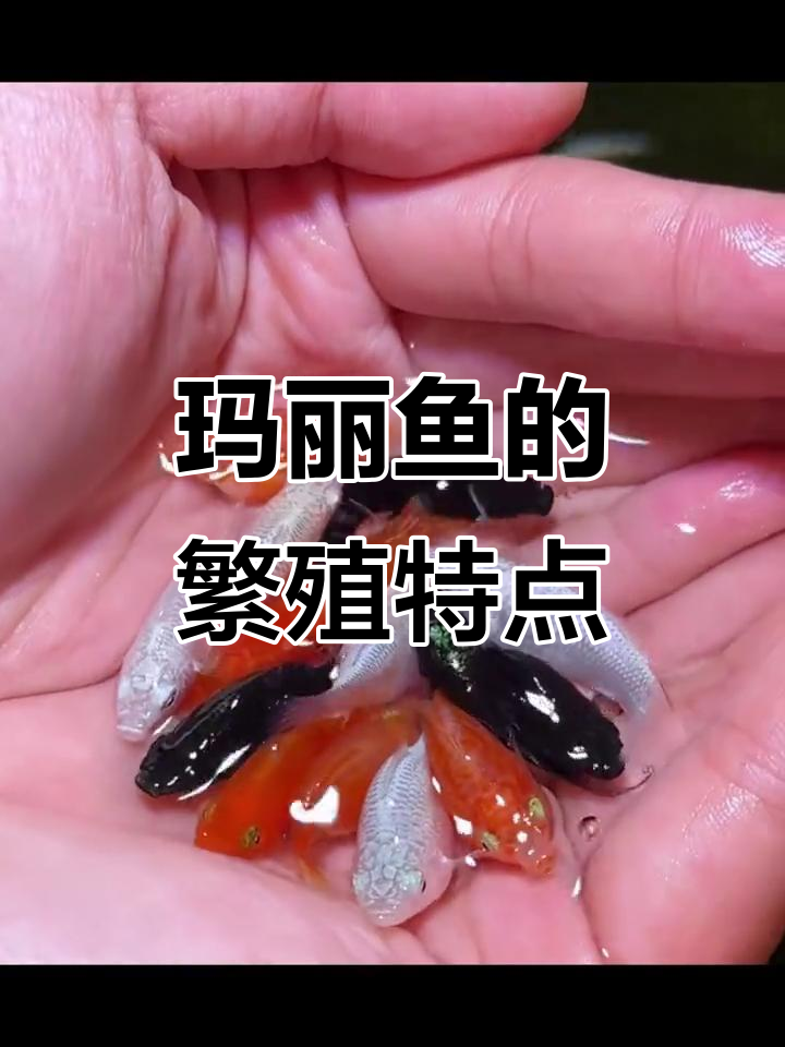 玛丽鱼繁殖揭秘：如何分辨公母，了解它们的生育习惯