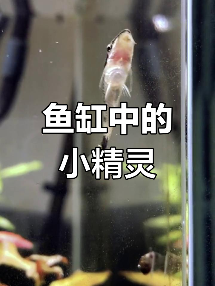 小精灵鱼:天然的鱼缸清洁工