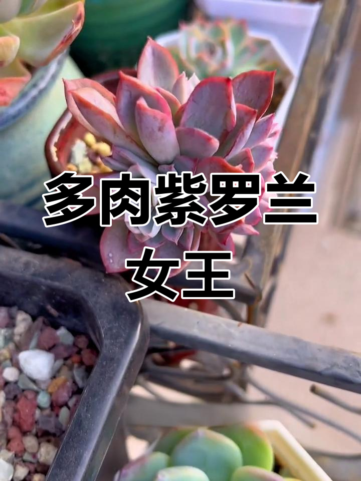 紫罗兰女王:耐寒耐冻的多肉品种