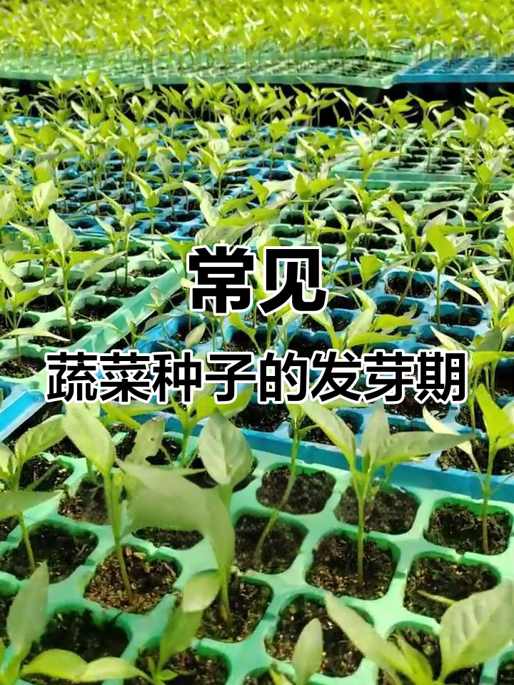 蔬菜种子萌发时间表,温度控制是关键